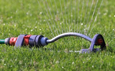 Alternate Day Watering