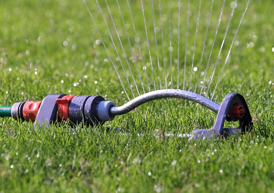 Alternate Day Watering